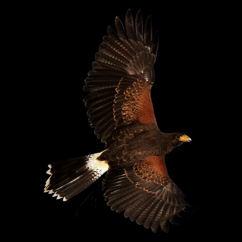 Eagle eagle birds voegel bird1
