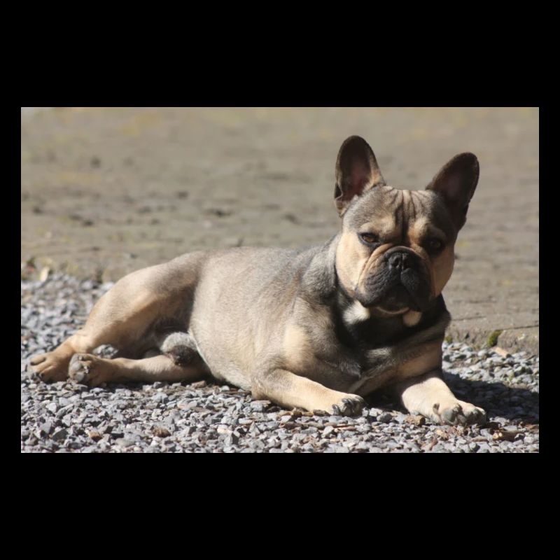 French Bulldog Devil little Molosser