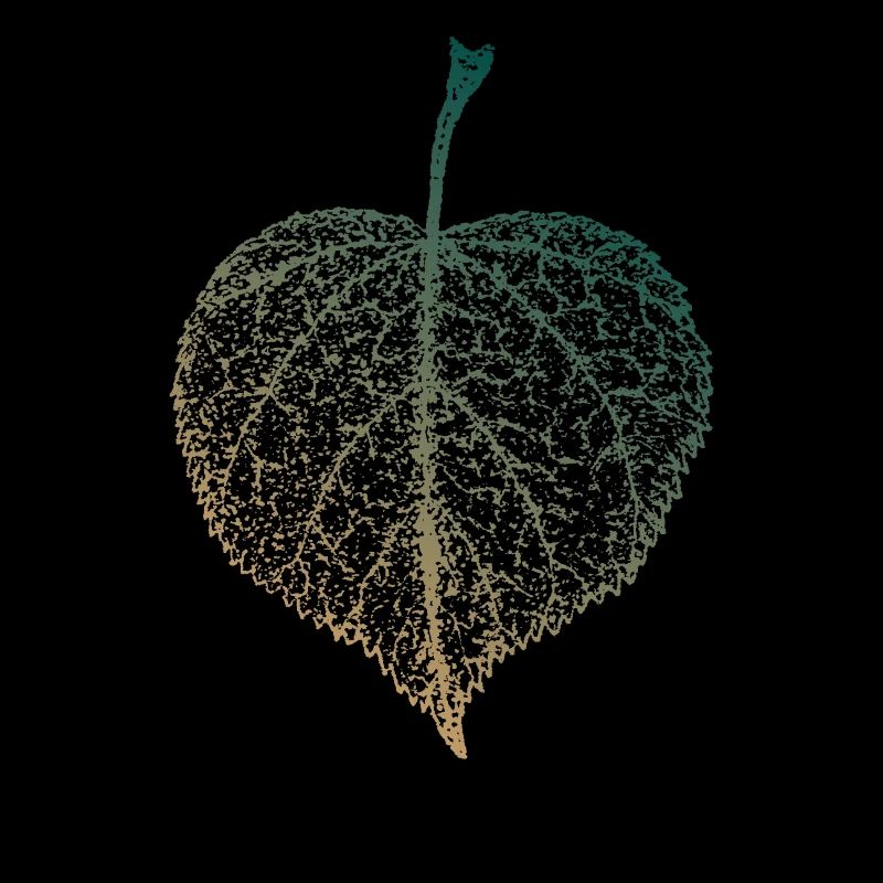 Linden leaf