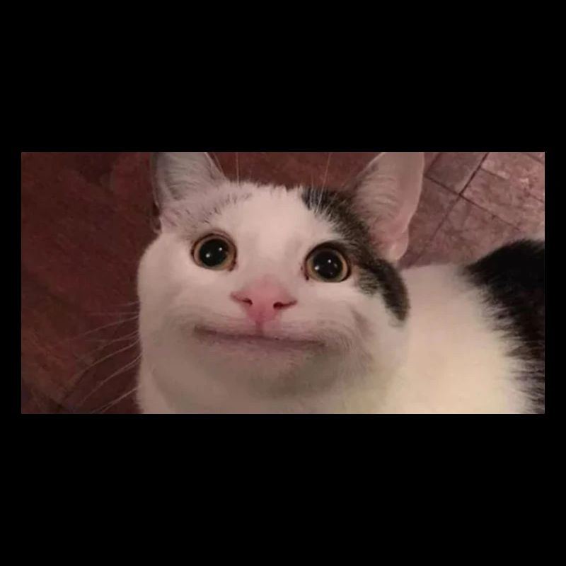 meme cat