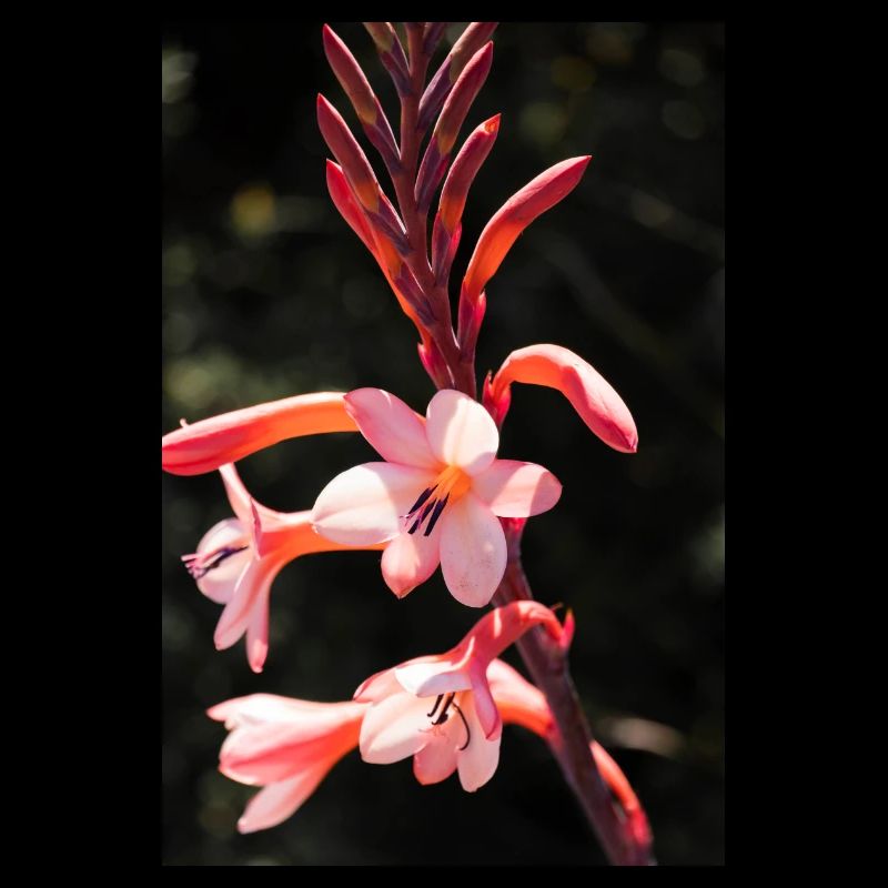 Blume