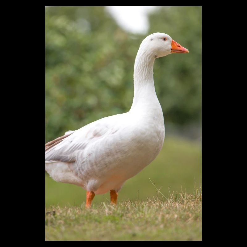 White Goose (Hausgans)