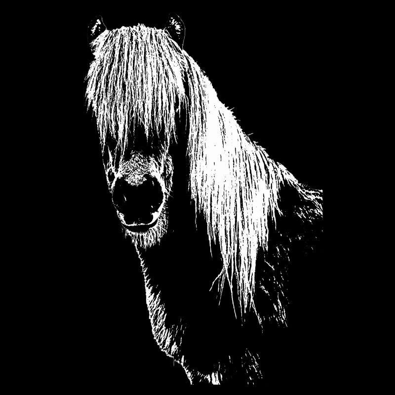 Pferde Pferd Pferdekopf Reiter Pferdesprüche