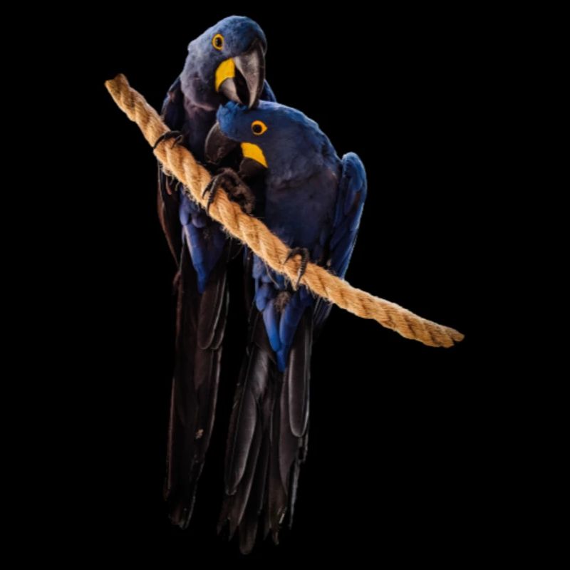 Hyacinth Macaw Pair