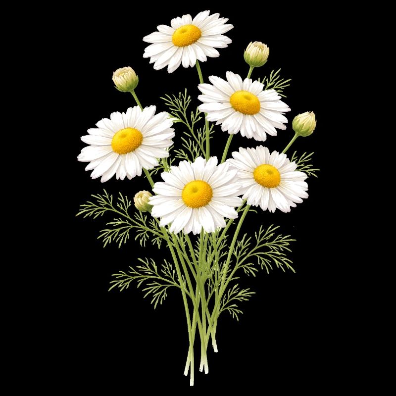 Illustration de fleurs de camomille
