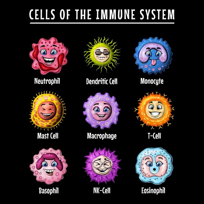 Biologie Cellules du système immunitaire