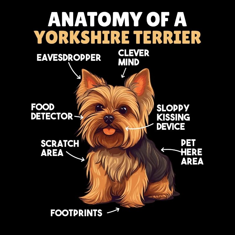 Explication du chien Anatomie d’un Yorkshire Terrier