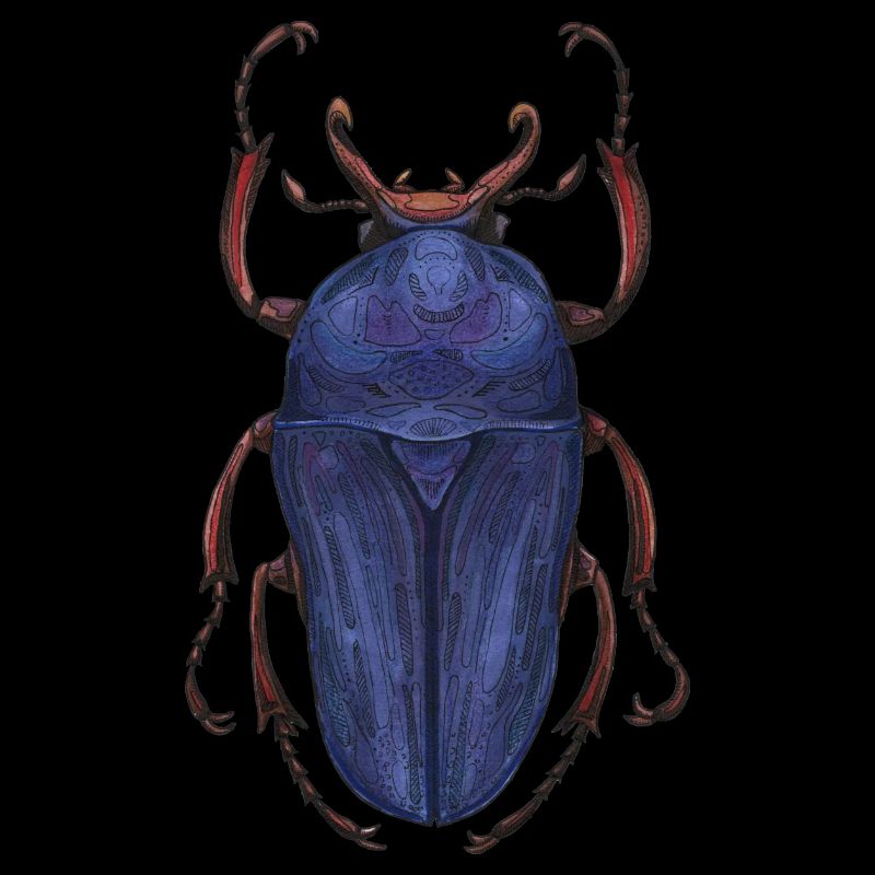 Big Beetle Stag - cerf géant