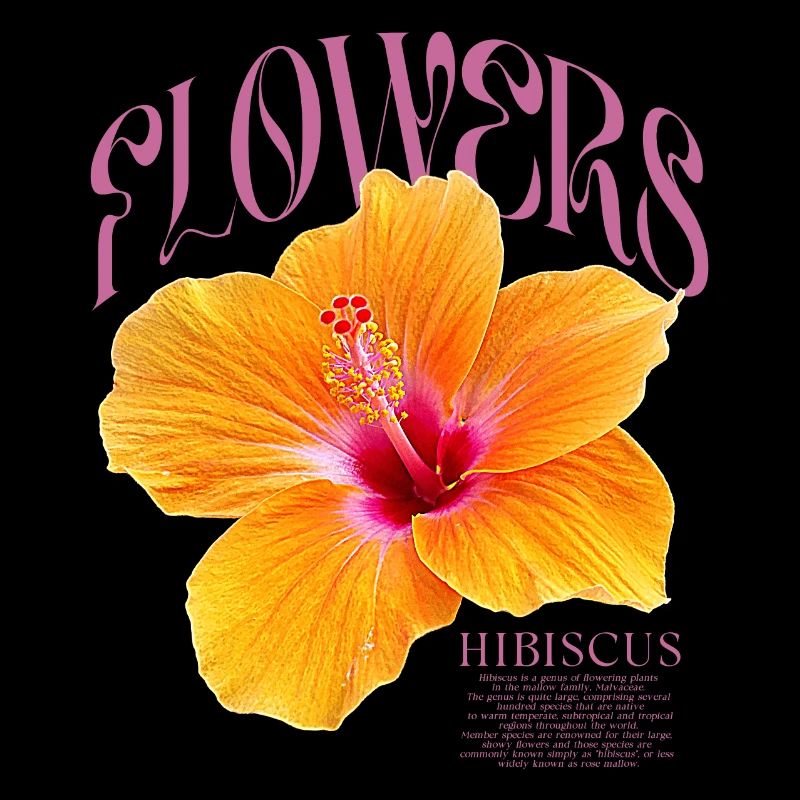 Hibiscus Fleur d’hibiscus Fleurs