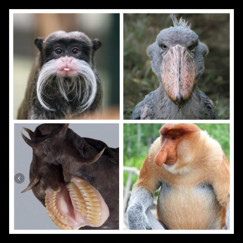 Animaux drôles