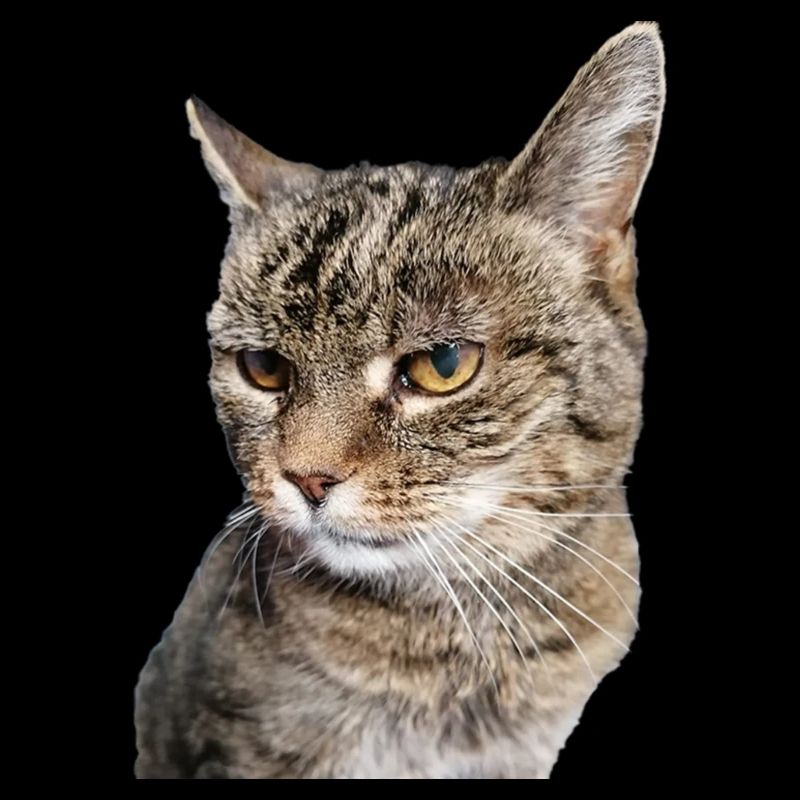 CHAT