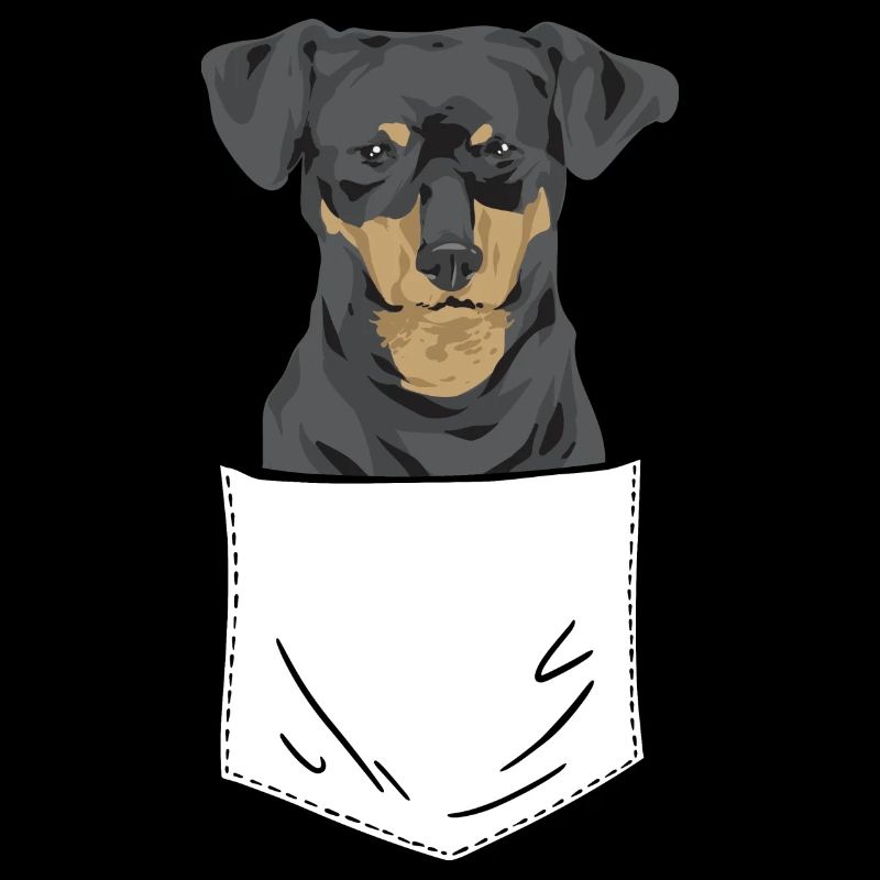 Chiweenie Dog