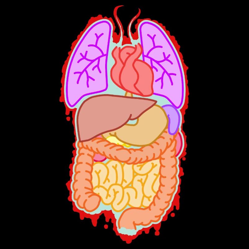 Anatomie Organe