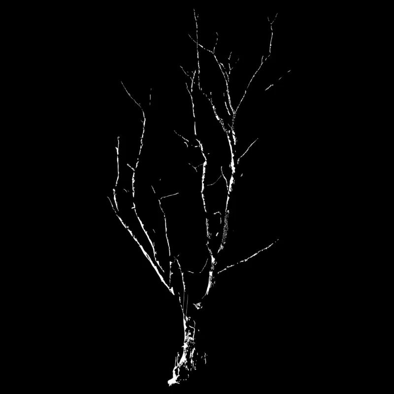 Baum
