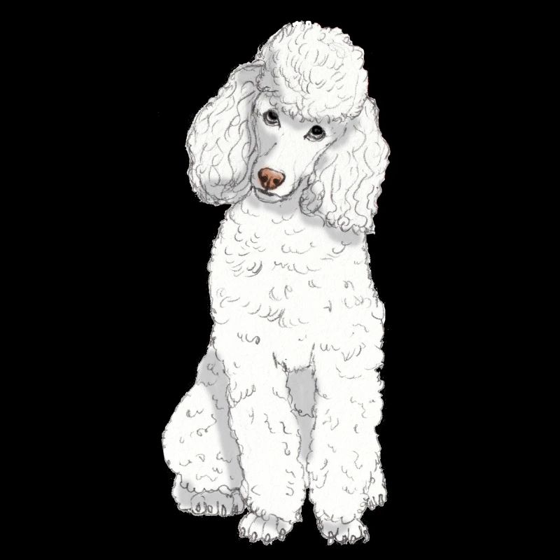 Toy poodle white
