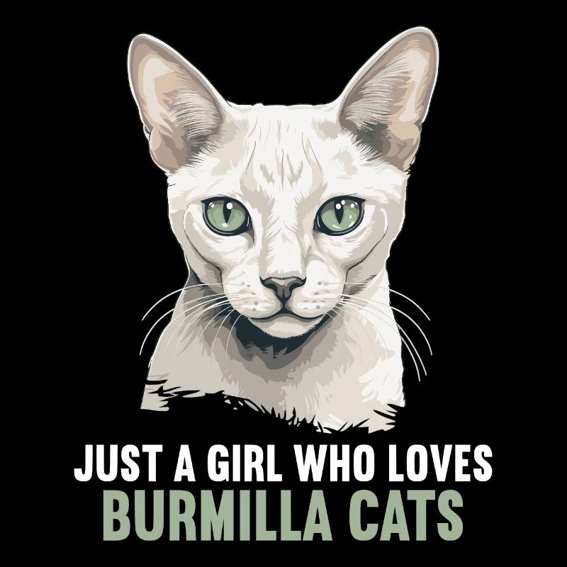 Burmilla Chaton Burmilla Chat