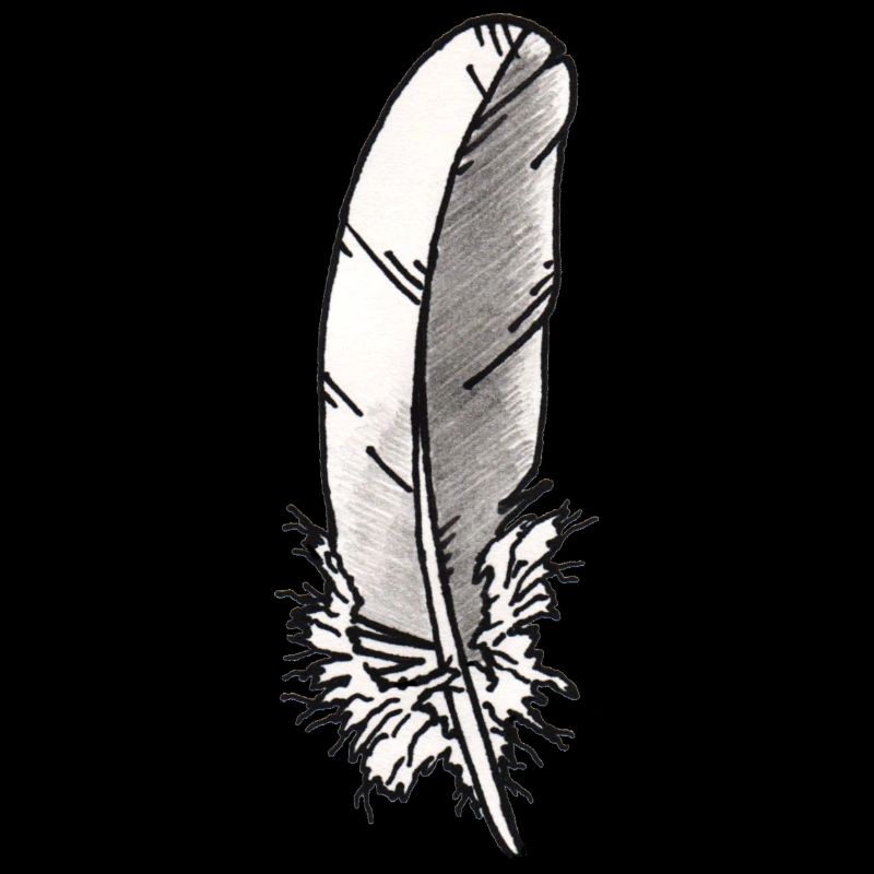 Petite plume (pigeon ramier)