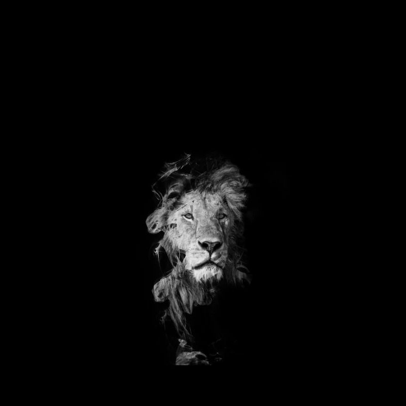 lion