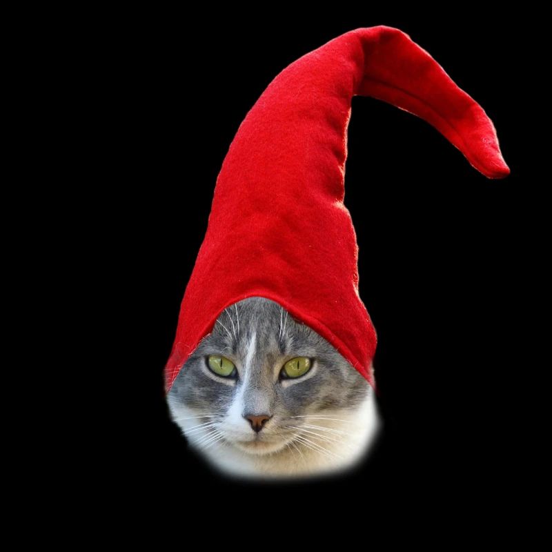 Chat, noël, chat de noël, chat de santa