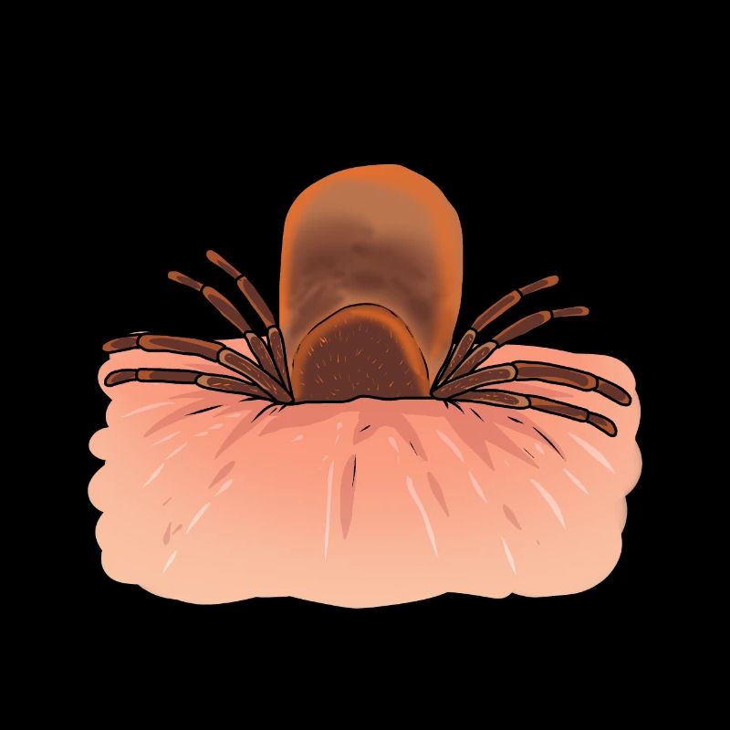 Zecca, zecche, parassiti, parassiti, insetti, disgusto