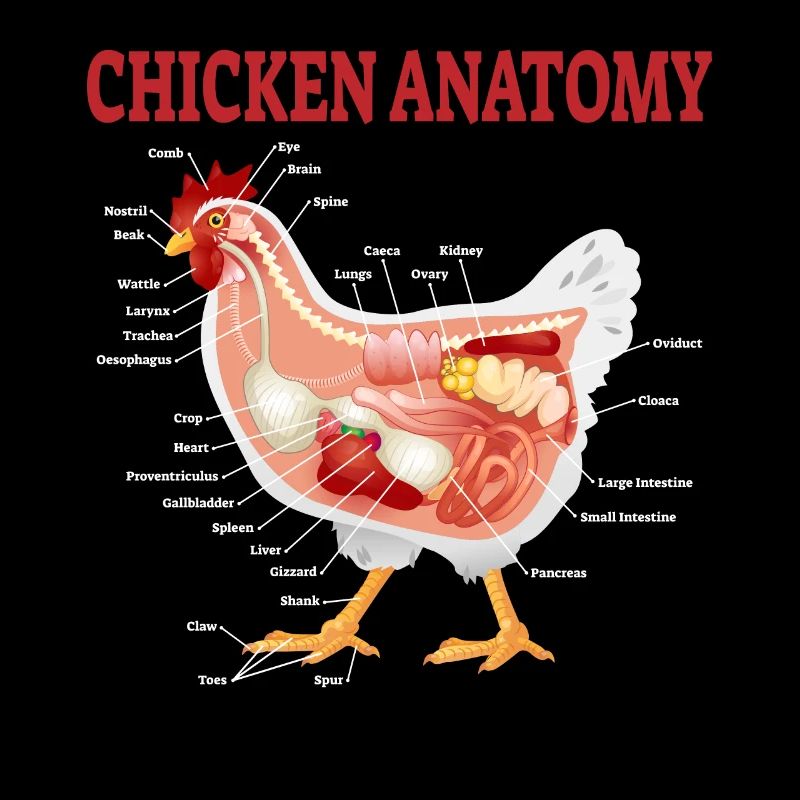 Poulets anatomie poulets éleveurs de poulets cadeau