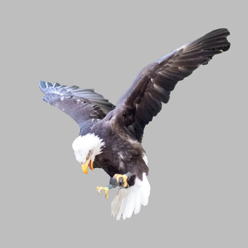 Eagle in a swoop