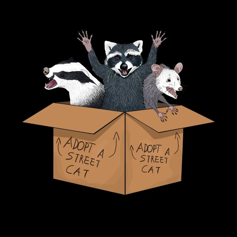 adopte un chat errant