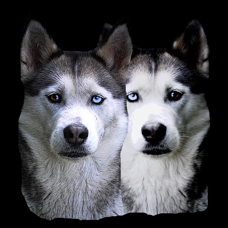 Husky Malamut Husky pack,