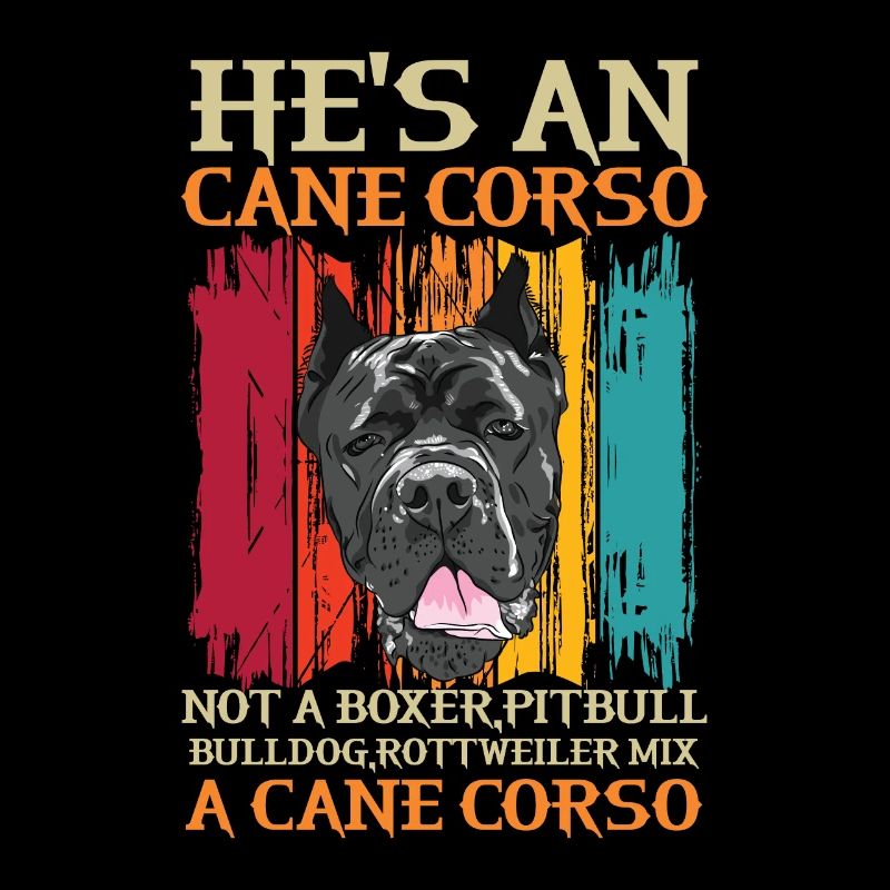 Cane Corso für einen Cane Corso Besitzer Cane
