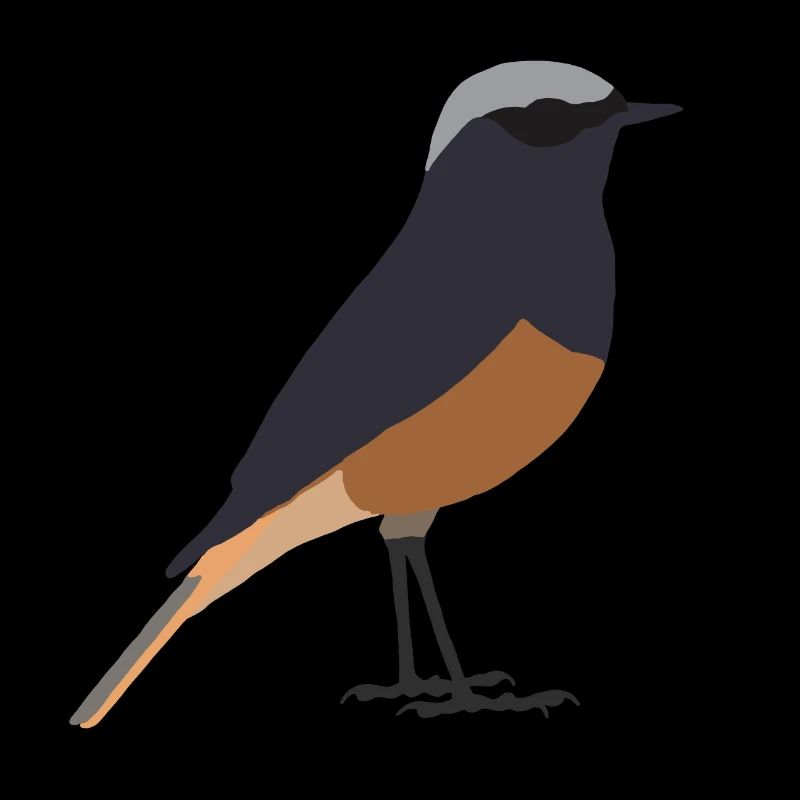 black redstart