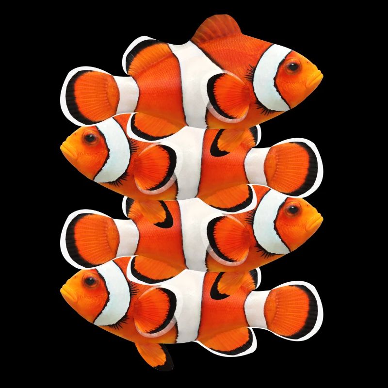 CLOWNFISH CLOWNFISCH