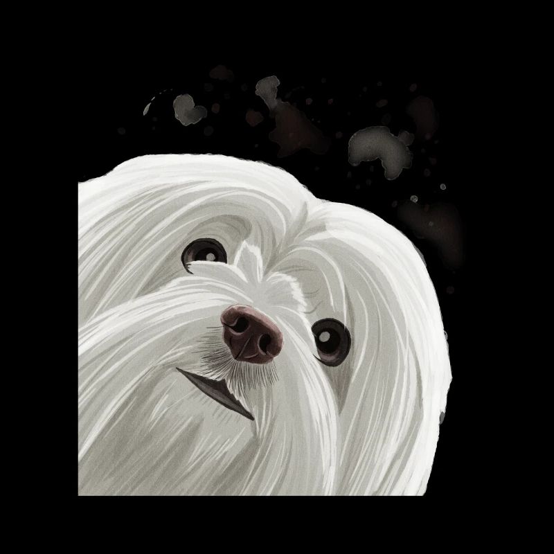 Curious Maltese Dog