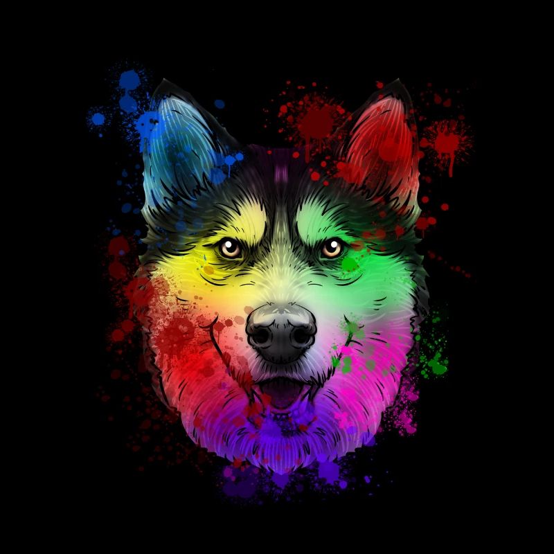 Siberian husky dog