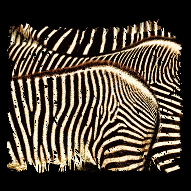 Zebra mit weißen oder schwarzen Streifen?
