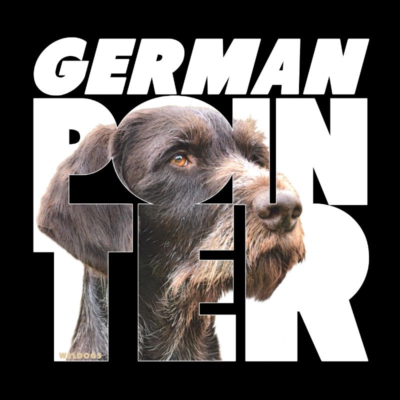 Pointer allemand VII