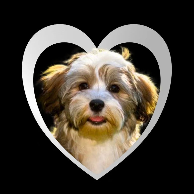 Havanese - Havanese Dog