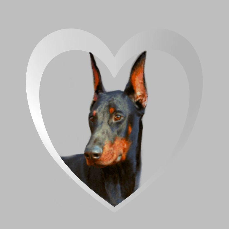 Dobermann - Chien Doberman