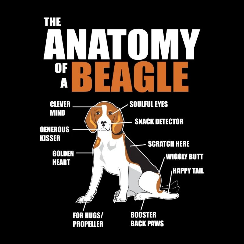 Die Anatomie eines Beagles - lustige Hundebilder