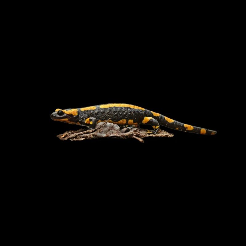 Feuersalamander