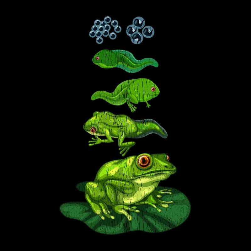 Frog tadpole biology metamorphosis cycle