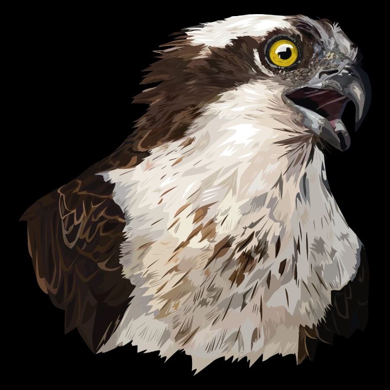 Osprey