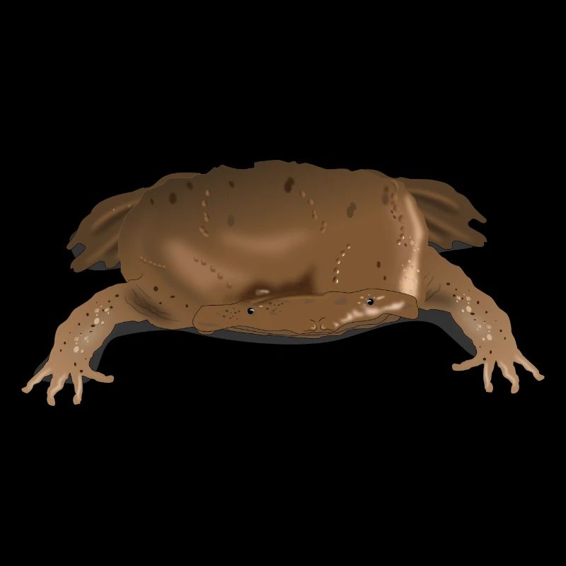 Honeycomb toad frog fans and amphibians lovers