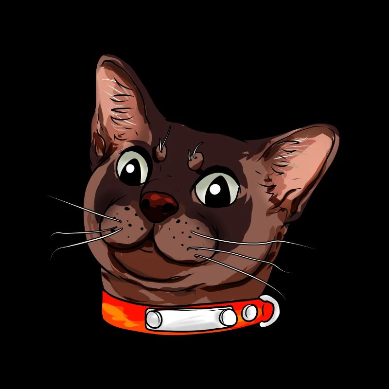Burmese cat Burma chat visage de chat brun