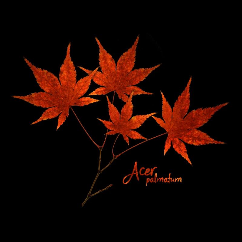 Maple in autumn, red maple leaves ~ Herbaria