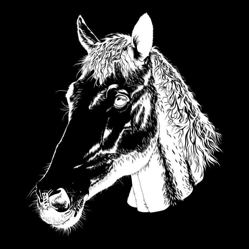 Tête de cheval