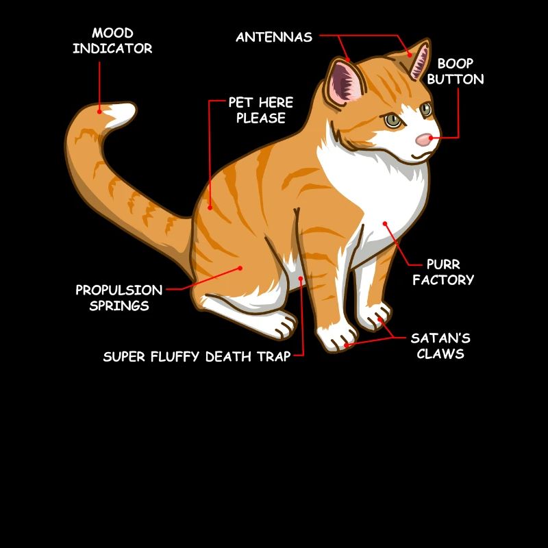 Chat anatomie chaton chaton amoureux de chat
