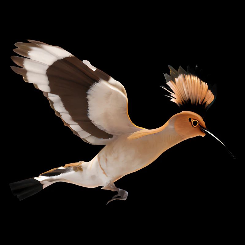 Hoopoe Bird Illustration