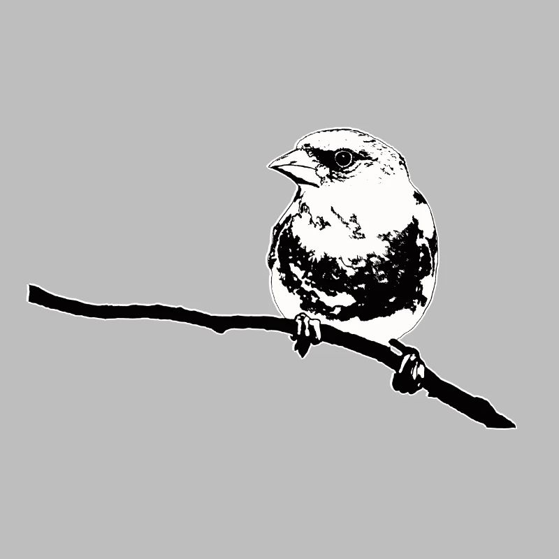 Verdier noir blanc