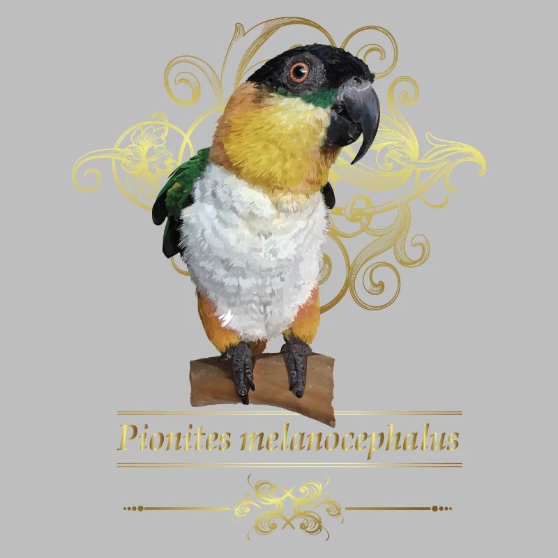 The black-headed caique