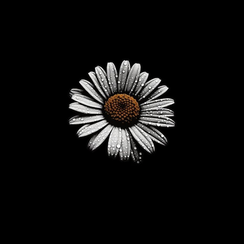 Daisy Sillouetthe